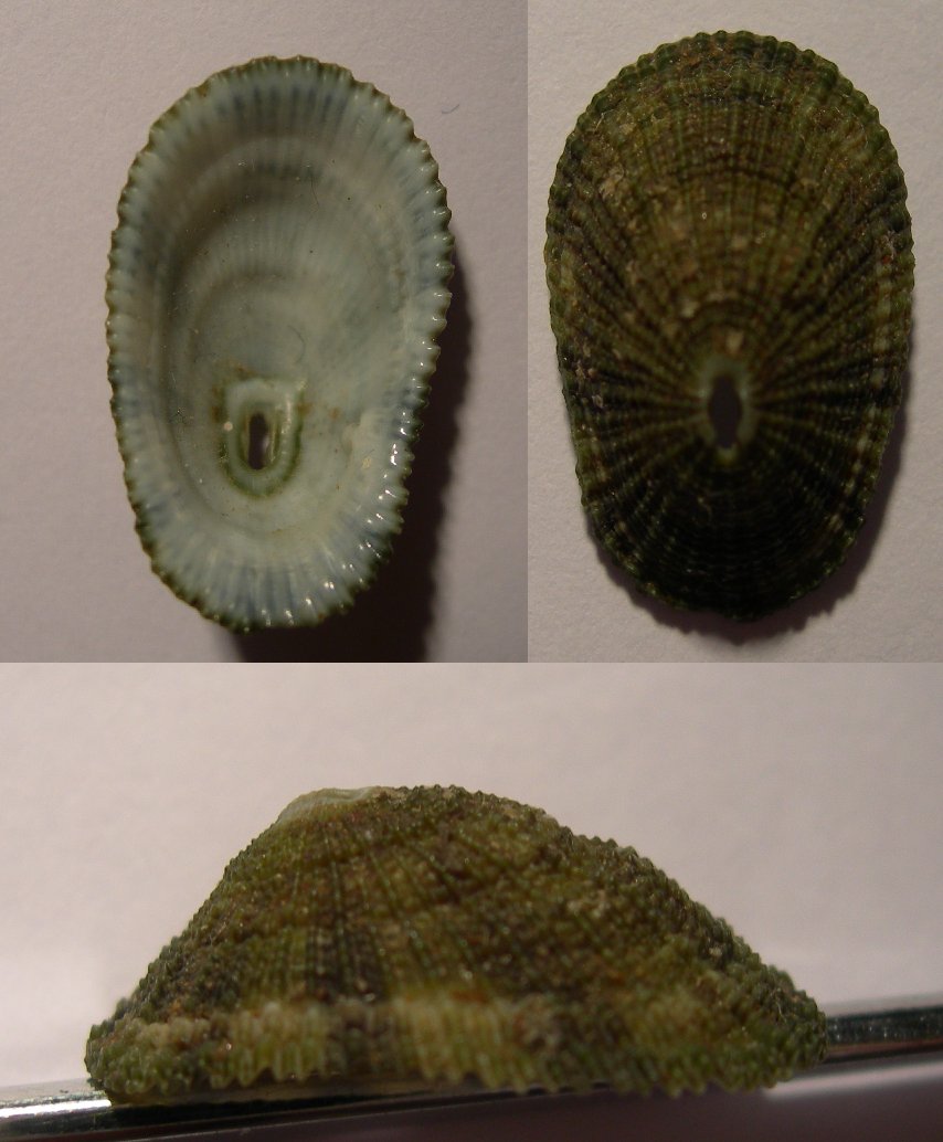 Diodora dorsata